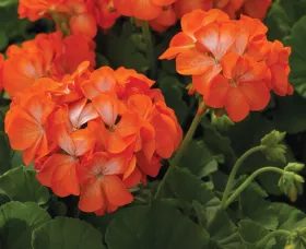 Pinto™ Premium Orange Bicolor
