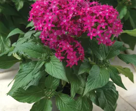 HoneyCluster™ Deep Rose