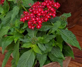 HoneyCluster™ Red
