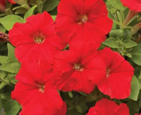 Picobella™ Red