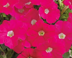Picobella™ Rose