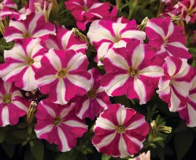 Picobella™ Rose Star