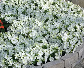 Picobella™ White