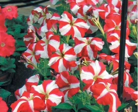 Hurrah™ Red Star