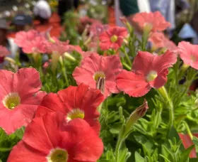 FlashForward™ Coral
