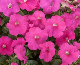 FotoFinish® Pink