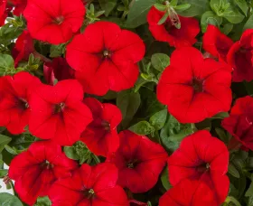 FotoFinish® Red