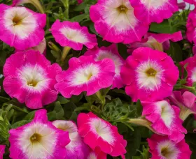 FotoFinish® Rose Morn