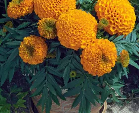 Antigua™ Orange