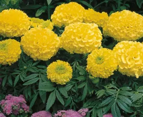 Antigua™ Primrose