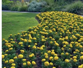 Antigua™ Yellow
