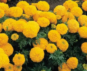 Inca II™ Gold