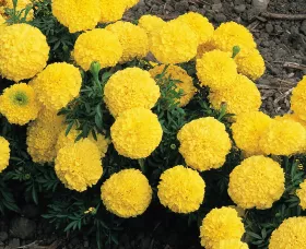 Inca II™ Yellow