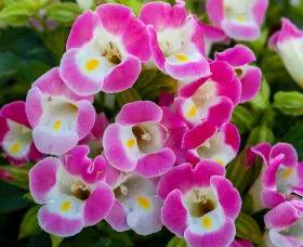 Hi-Lite™ Pink