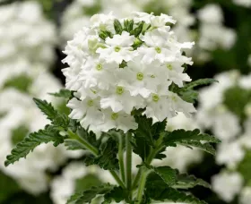Obsession™ Cascade White