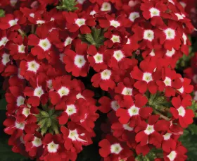 Tuscany® Scarlet with Eye