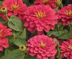 Magellan™ Coral