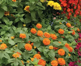 Magellan™ Orange