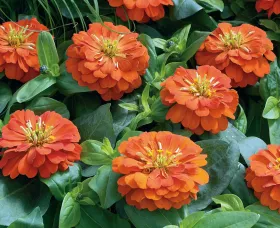 Short Stuff™ Orange