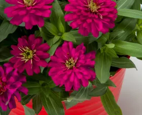 Zydeco™ Cherry | Syngenta Flowers