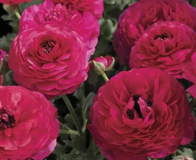 Maché™ Rose