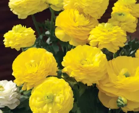 Maché™ Yellow