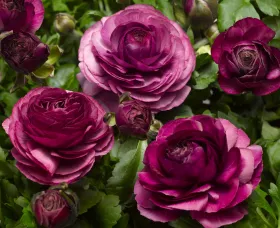 Magic™ Purple