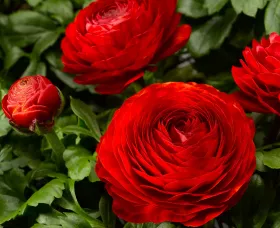 Magic™ Red