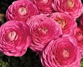 Magic™ Rose