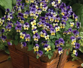 Endurio® Blue Yellow with Purple Wing
