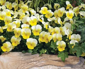 Penny™ Primrose Bicolor