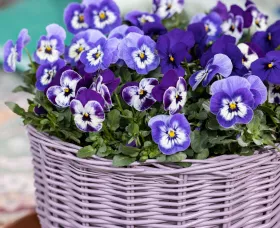 Penny™ Pro Violet & White