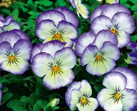 Penny™ Purple Picotee