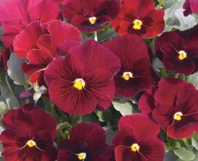 Penny™ Red Blotch