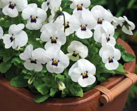 Penny™ White Blotch