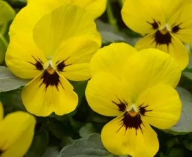 Penny™ Yellow Blotch