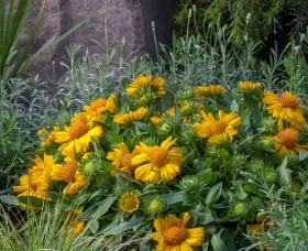 Sunrita® Golden Yellow