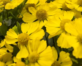 HayDay™ Yellow