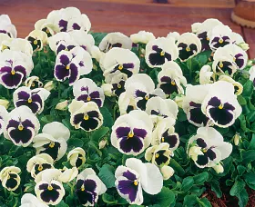 Colossus™ White with Blotch