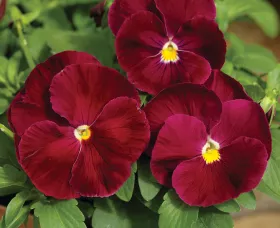 Delta™ Classic Pure Rose