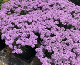 Mermaid Lavender