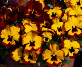 Freefall™ XL Fire | Syngenta Flowers
