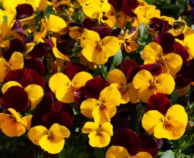 Freefall™ XL Red Wing | Syngenta Flowers