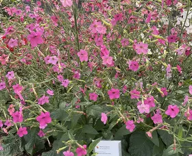 WHISPER DEEP PINK