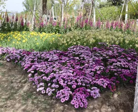 Asti™ Lavender Shades