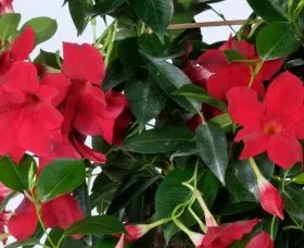 Madinia® Maximo Scarlet