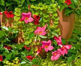 Madinia® Pink