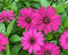 Tradewinds® Deep Purple