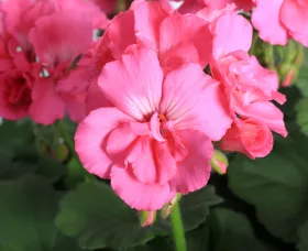 Calliope® Large Pink