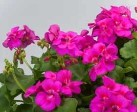 Calliope® Medium Bright Rose